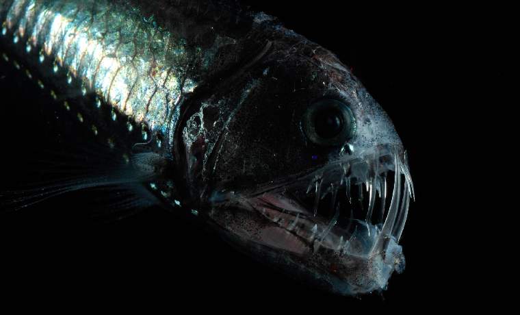 deep-sea fish