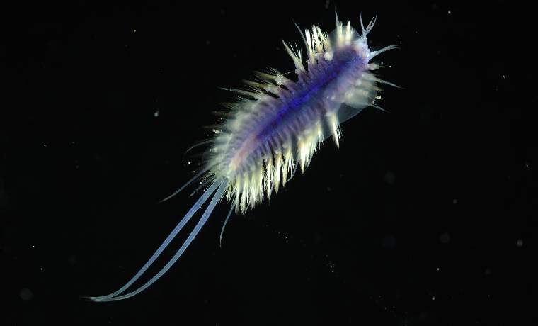 polychaete worm