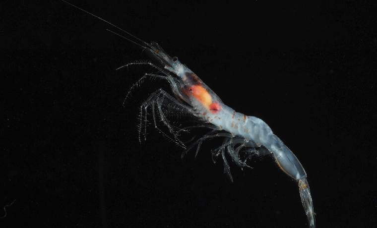 shrimp Sergestes