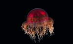 deep-sea jellyfish Crossota sp.