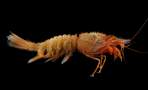 shrimp Glyphocrangon